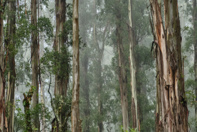 Australian Forest 2.