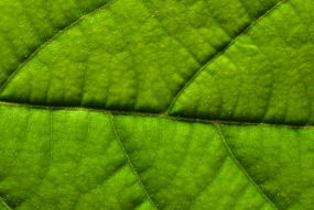 Green Leaf