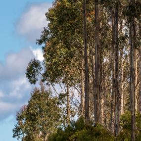 FSC Certified Forest 