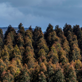 FSC Certified Forest