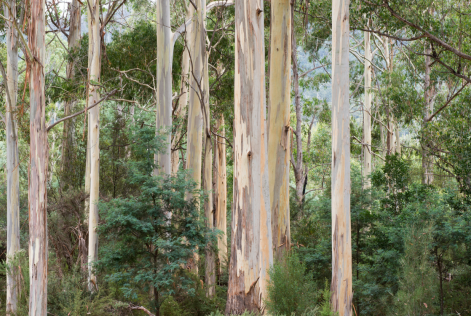 Gum Trees