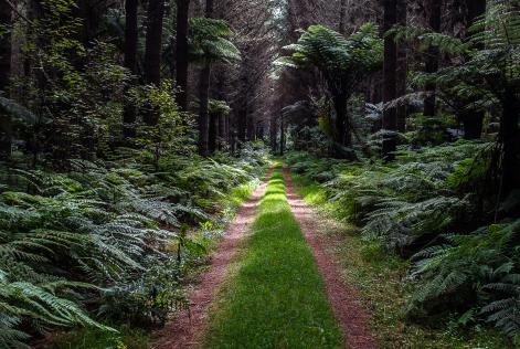 FSC-certified forestry organisation Port Blakely Limited in New Zealand