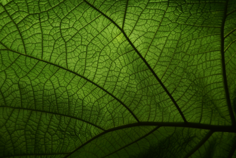 Leaf