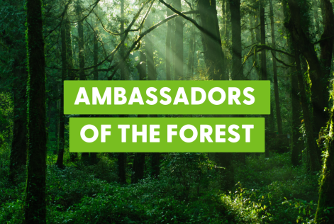 Ambassadors of the forest