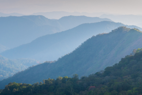 Forest Landscape Image