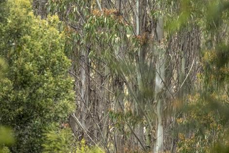 Forest Plantation Australia