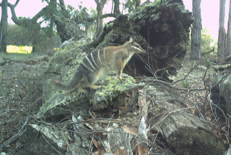 Numbat © Dr Karlene Bain, Python Ecological Services.