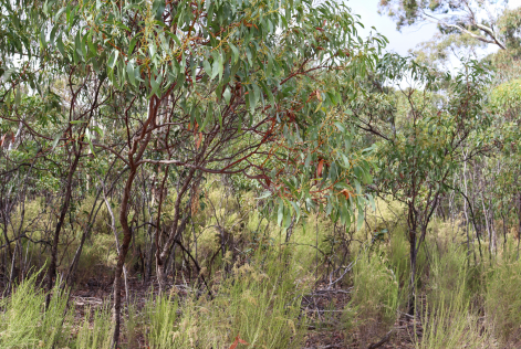 Stock Image: Australian Forest