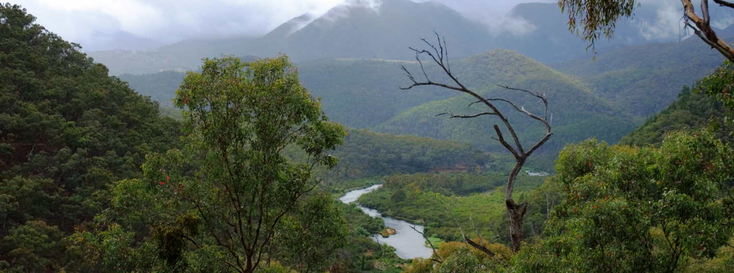 Australian Forest