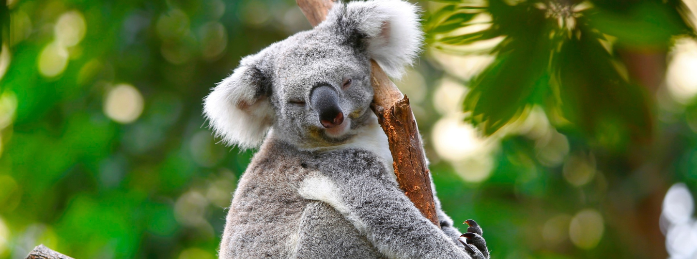 Koala 