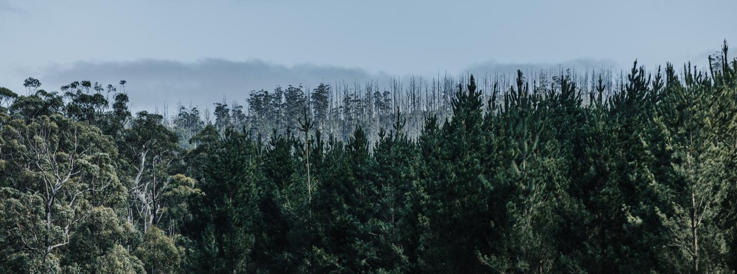 © FSC / FSC Forest Walk 2025