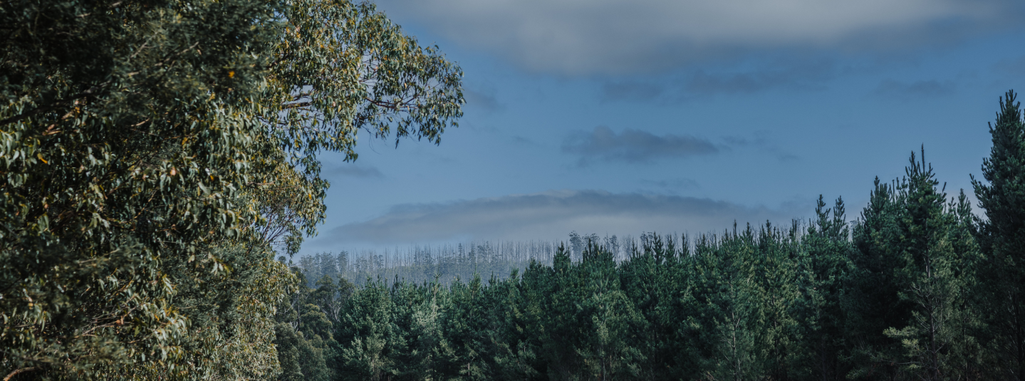 Forest - Australia