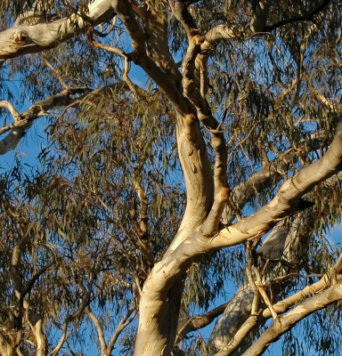 Gum tree