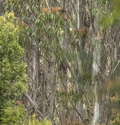 Forest Plantation Australia