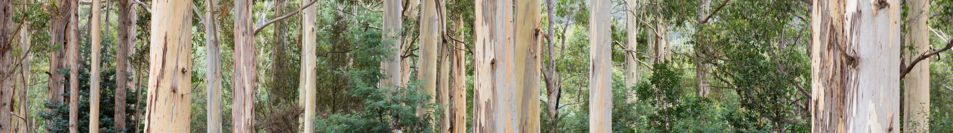 Gum Trees