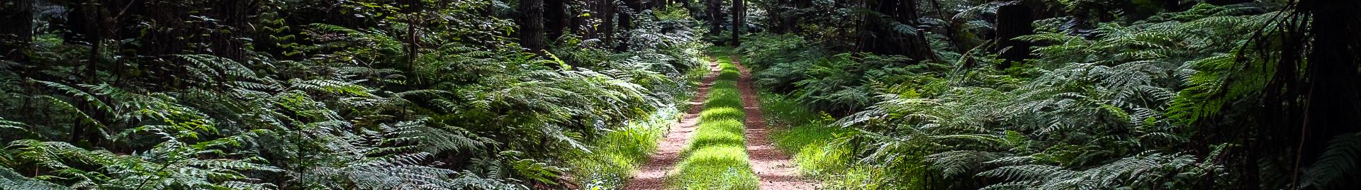 FSC-certified forestry organisation Port Blakely Limited in New Zealand