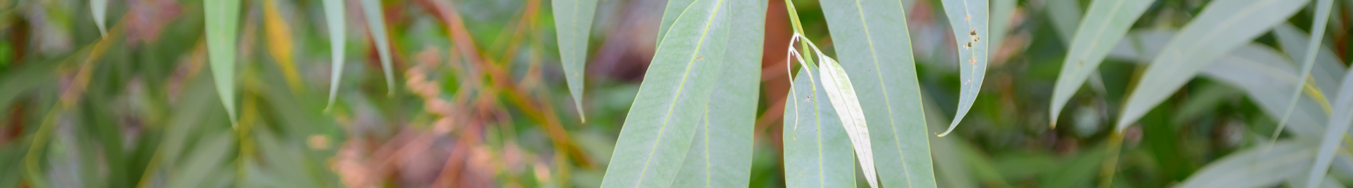 Eucalyptus