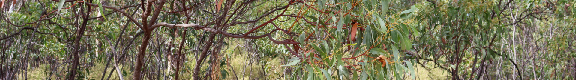 Stock Image: Australian Forest