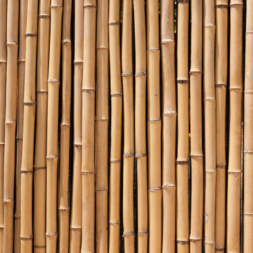 Bamboo