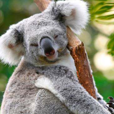 Koala 