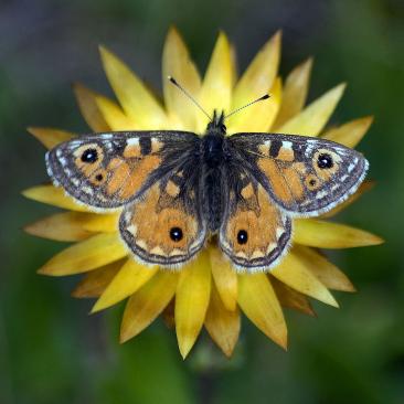 Oreixenica ptunarra, the Ptunarra Brown Butterfly