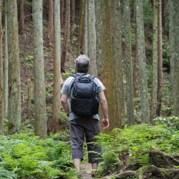 Forest Walk