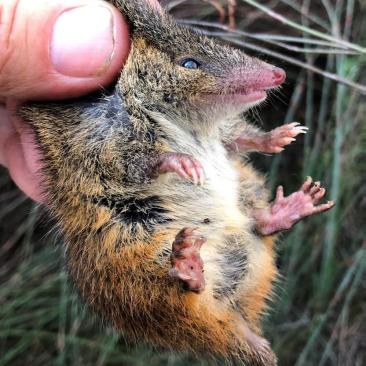 Male Swamp Antechinus.jpg