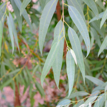 Eucalyptus