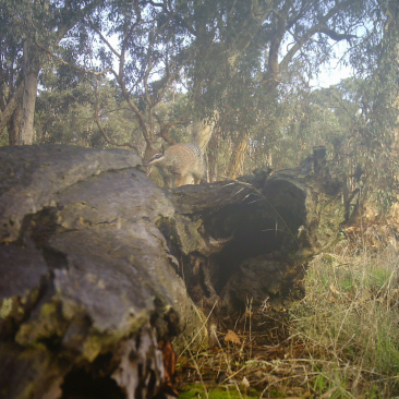 Numbat 2. © Dr Karlene Bain, Python Ecological Services