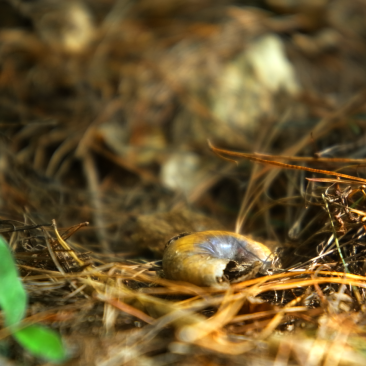 Snail Shell